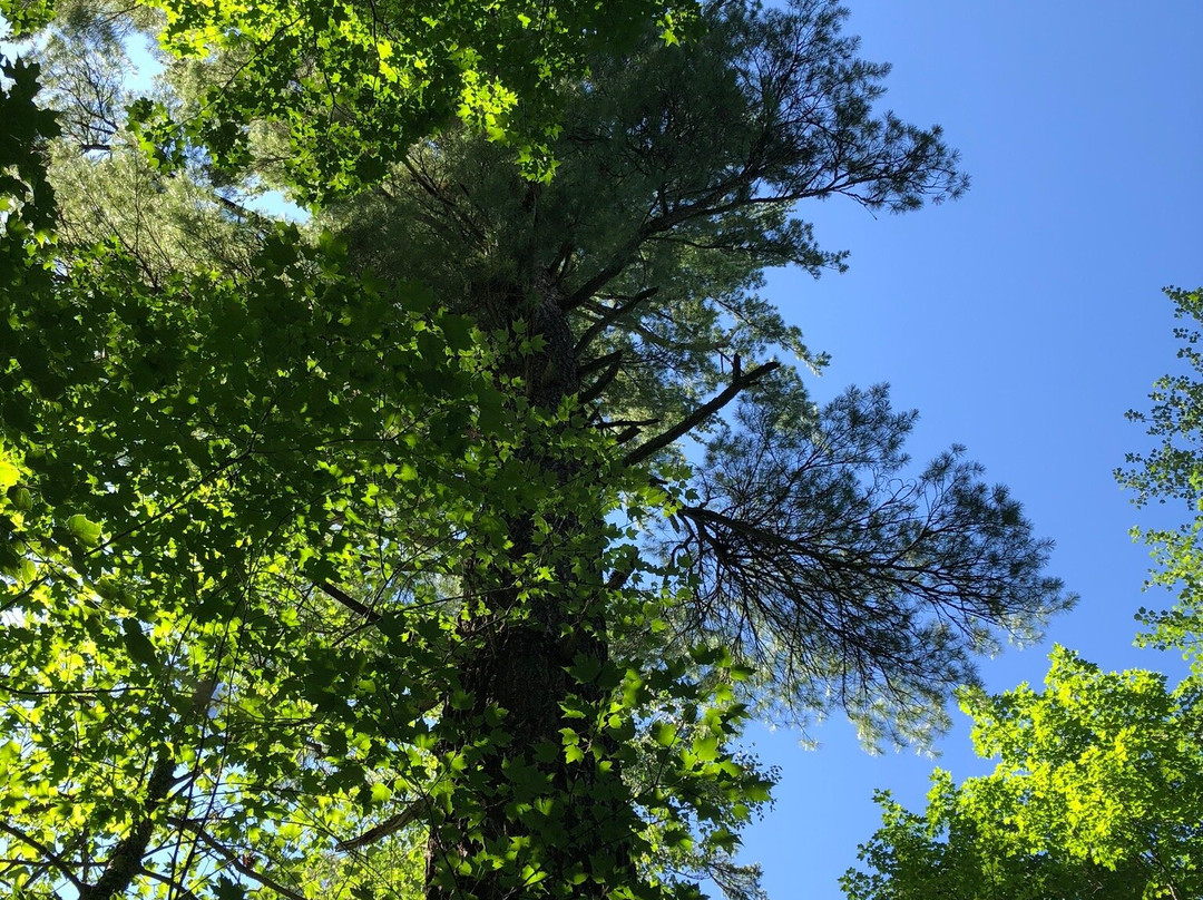 Lost Forty-Blackduck必去景点