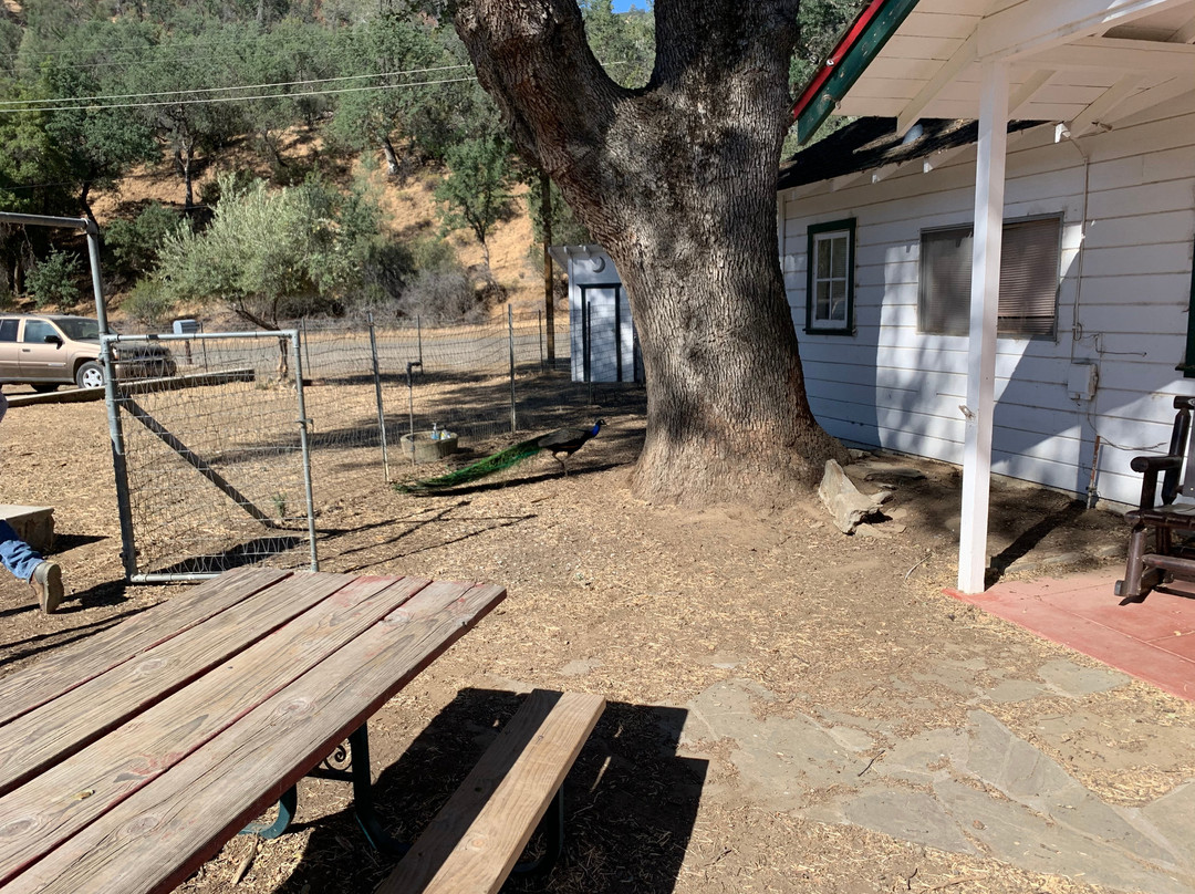 Benitoite Mining Company-科灵加必去景点