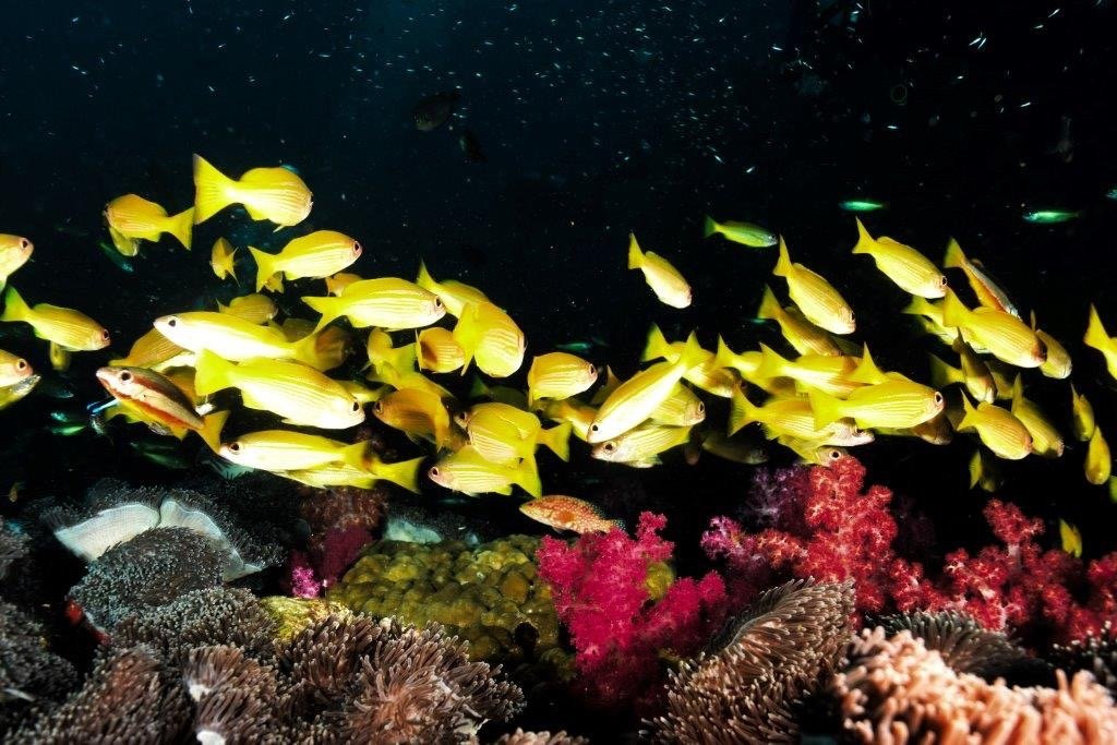Krokodyle Diving Center景点图片