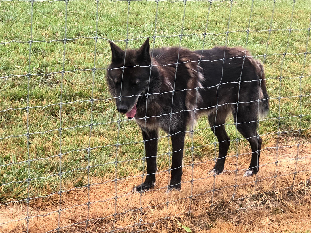 Wolf Paws Positive Awareness Wolfdog Sanctuary-Dandridge必去景点