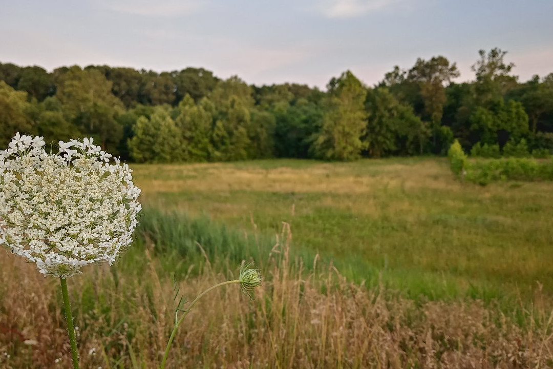 Olde Squat Inn Bed and Breakfast主图