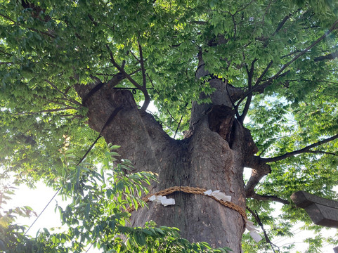Mitsugi Shrine-鸿巢市必去景点
