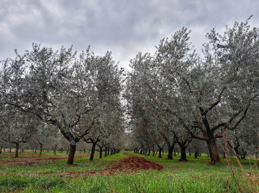 Villarossa Extra Virgin Olive Oil景点图片