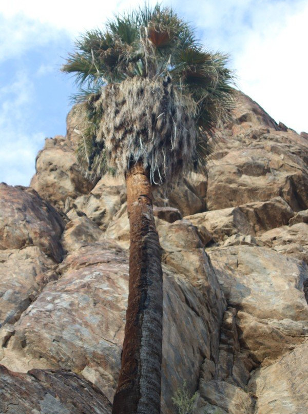 印地安峡谷-棕榈泉市必去景点