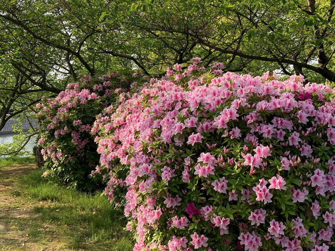 Ruins of Kuwana Castle(Kyuka Park)-桑名市必去景点