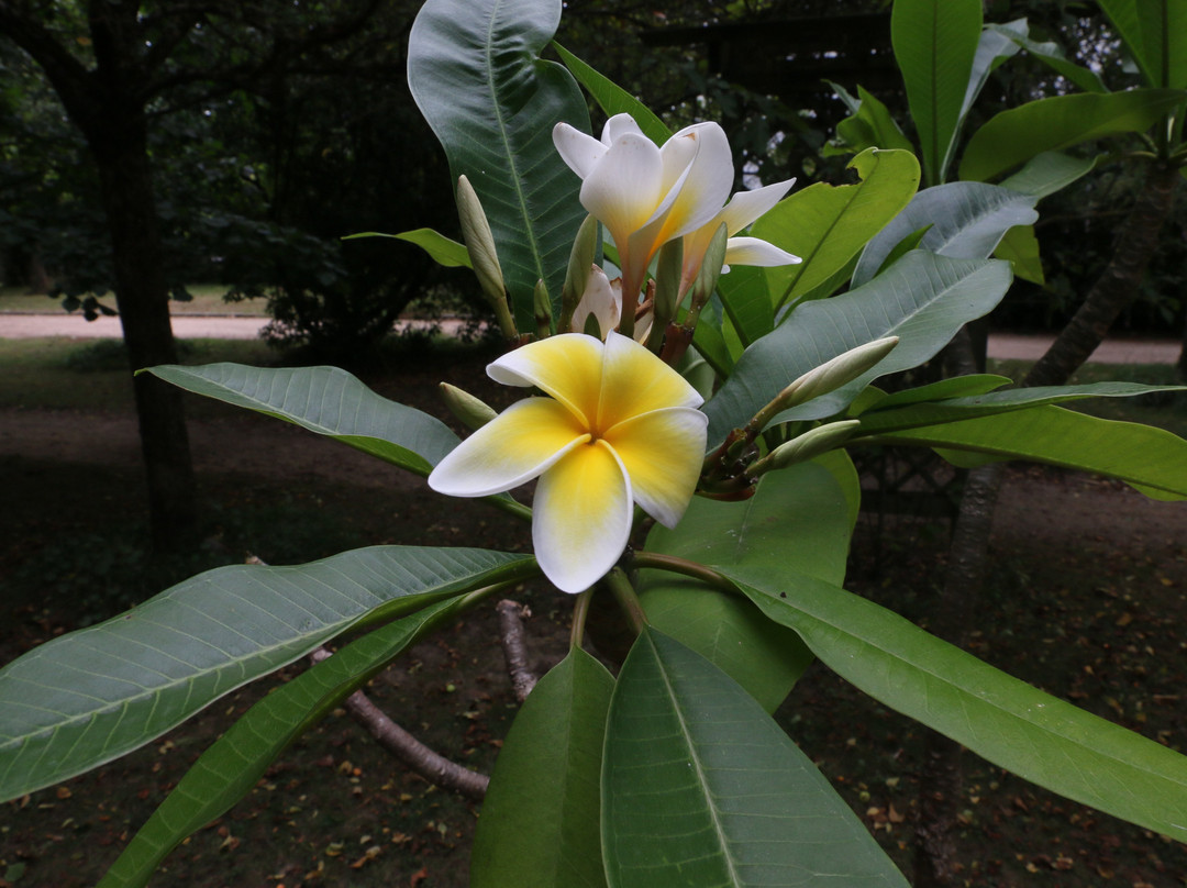 Jardin Botanique景点图片