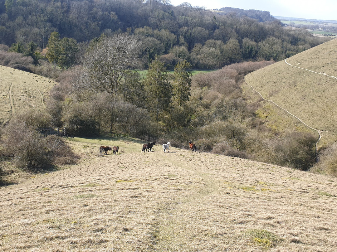 The Barton Hills National Nature Reserve景点图片