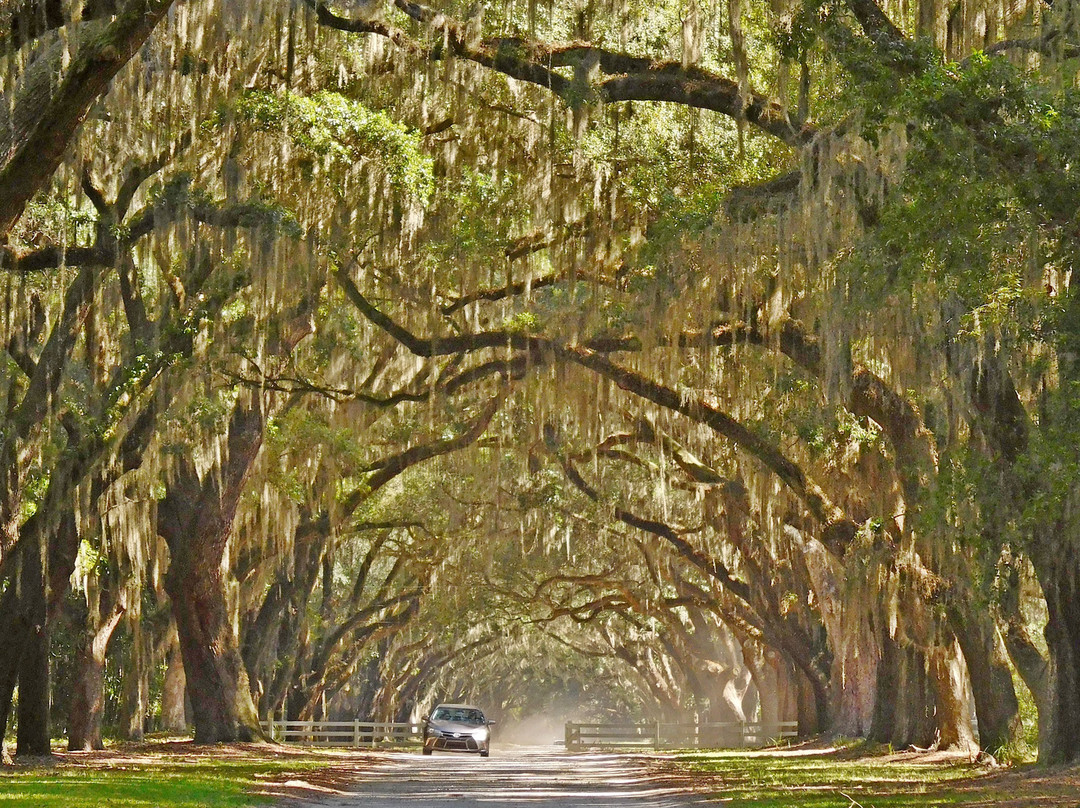 Wormsloe Historic Site景点图片
