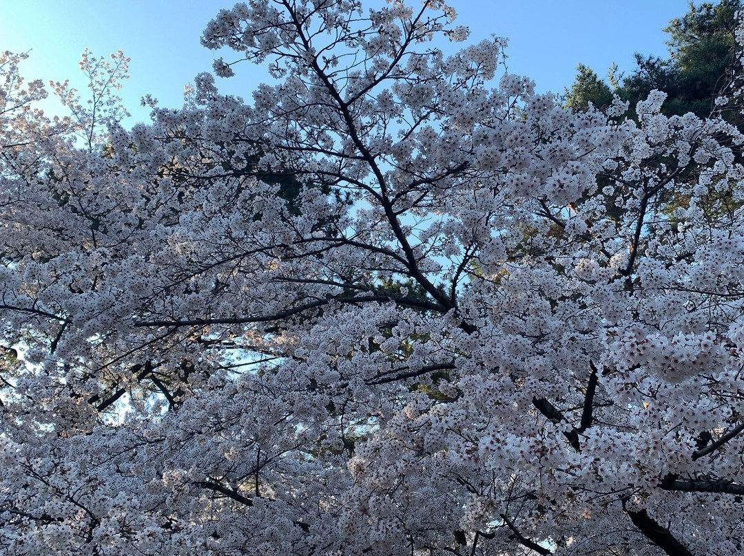 Saitama Prefecture Omiya Park-埼玉市必去景点