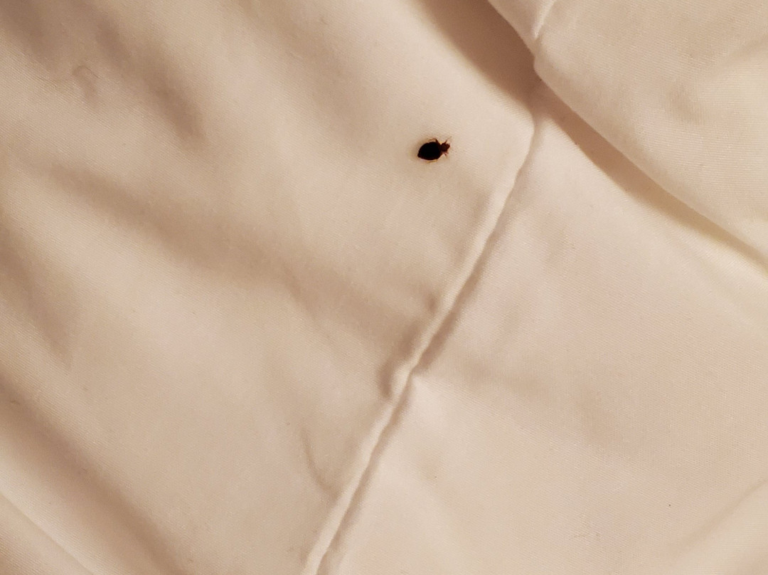 Comfort Inn St Louis - Westport主图