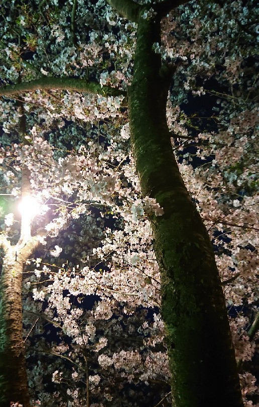 Sakura Trees along Nagare River-浮羽市必去景点