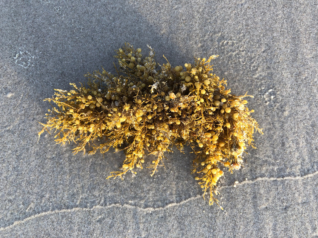 Padre Balli Park-科珀斯克里斯蒂市必去景点