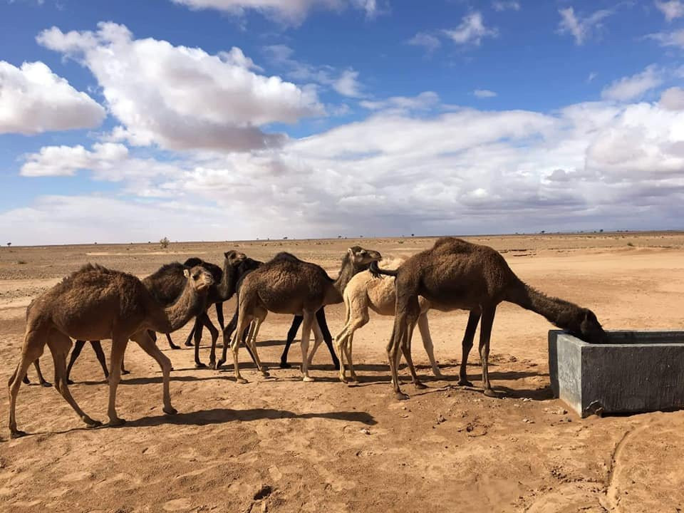 Camp Bivouac Hassi Samra主图