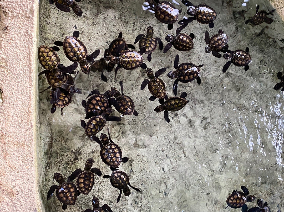 The Reef Vanuatu Zoological-Eratap必去景点