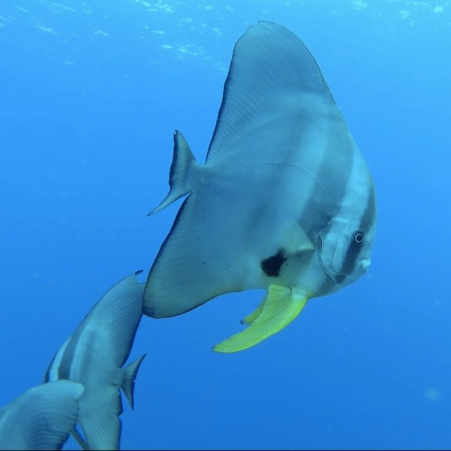 Bira Dive Centre景点图片