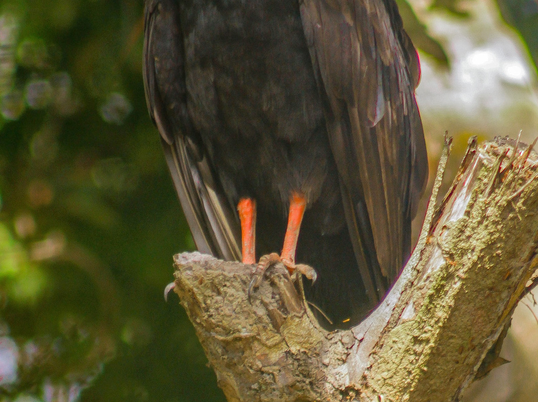 Casa Permacultural Curua主图