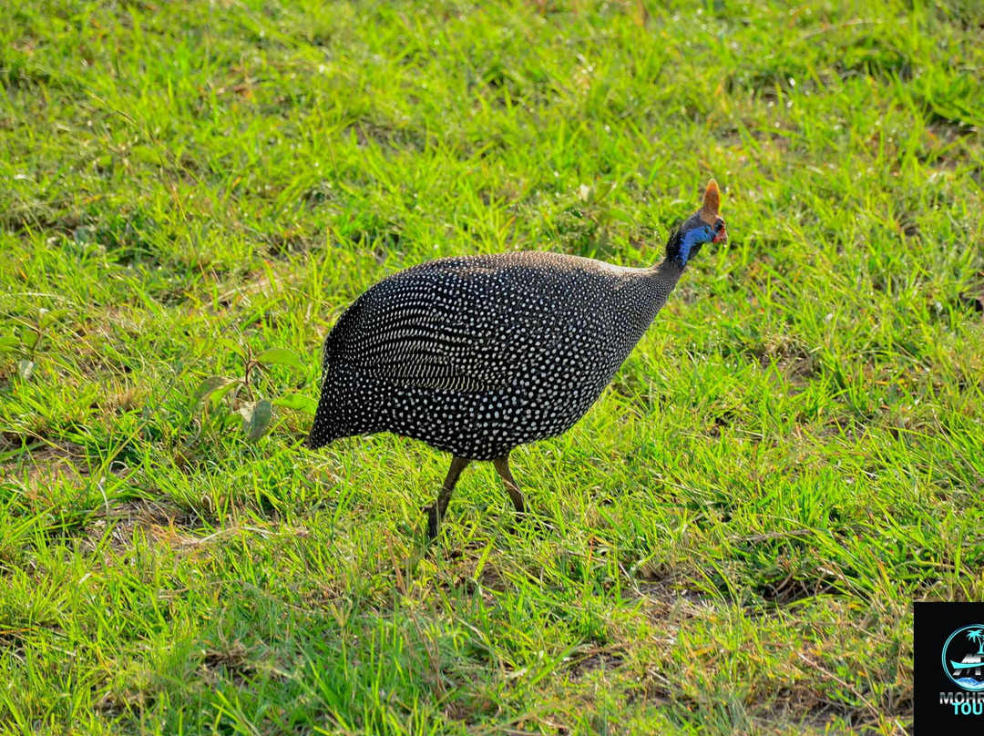 MOHRALE TOURS $ TRAVEL-Eldoret必去景点