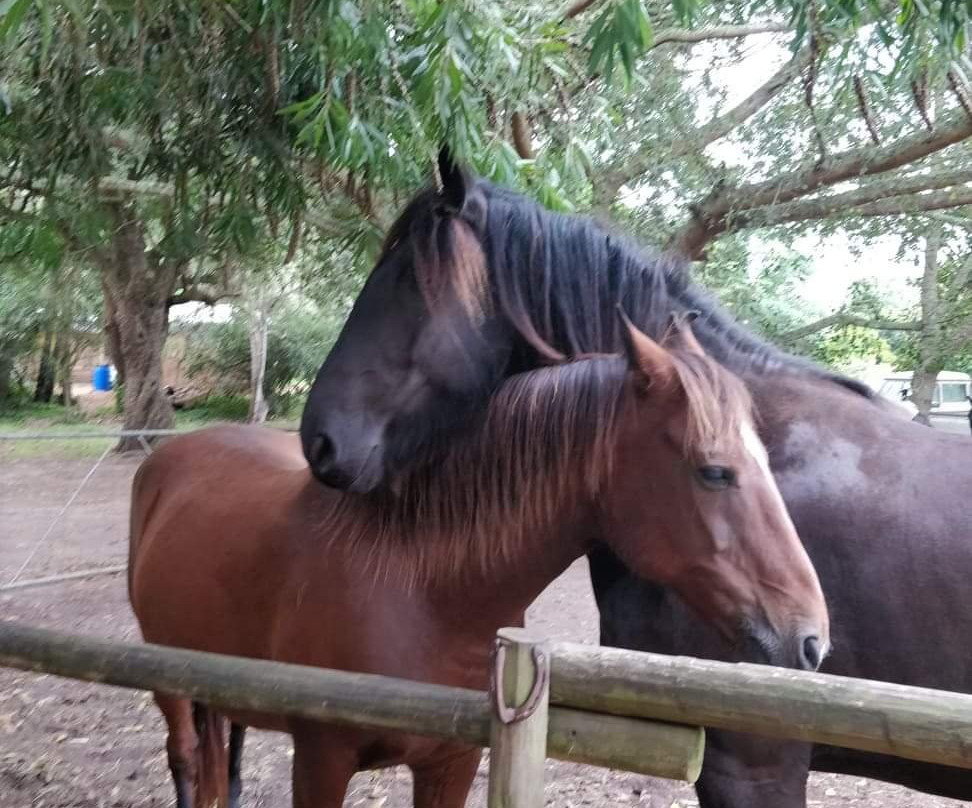 Boschrivier Farm & Stables-Wittedrift必去景点