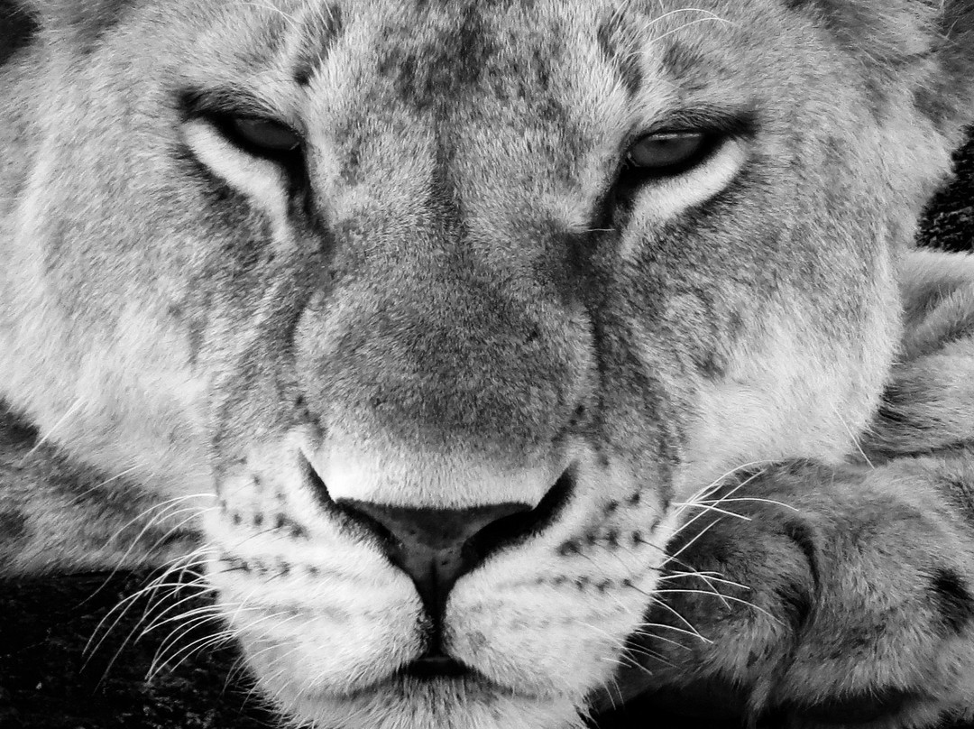 Beauty Safari Experience-姆万扎必去景点