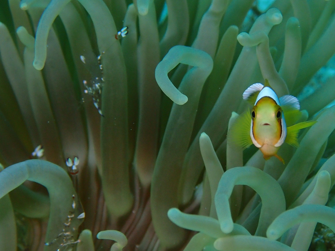 Dive Sibaltan景点图片