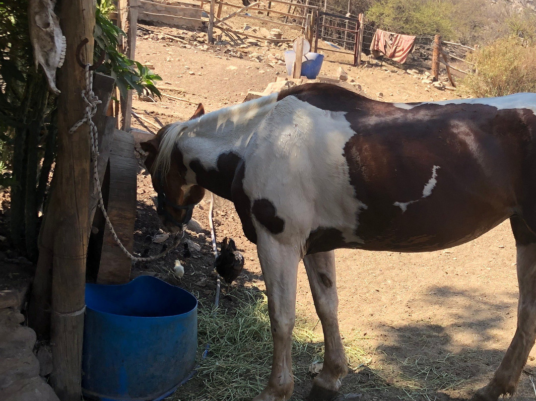 Cabalgatas Santiago-圣地亚哥必去景点