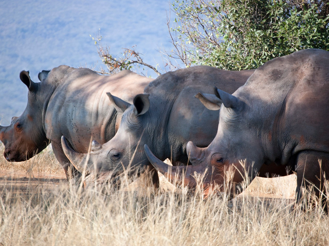 Rhino Fund Uganda-Nakitoma必去景点