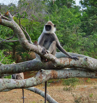 Buddika Safari & Resort主图