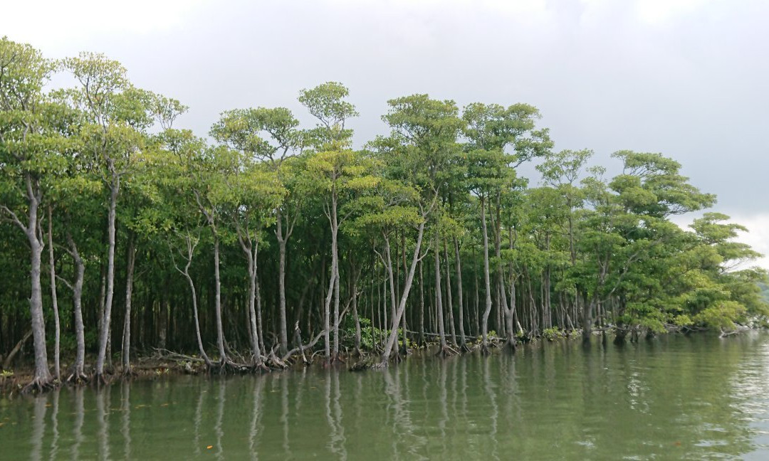 Nakama-river Protected Region景点图片
