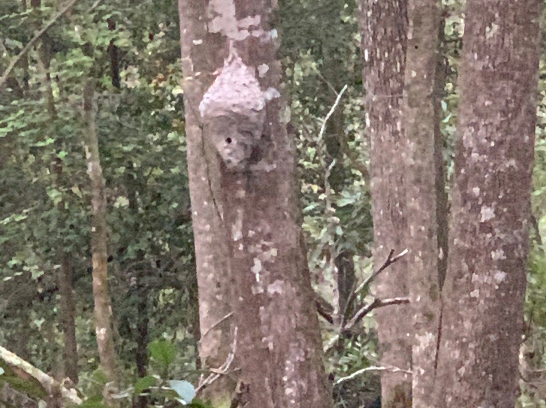 Walterboro Wildlife Sanctuary景点图片