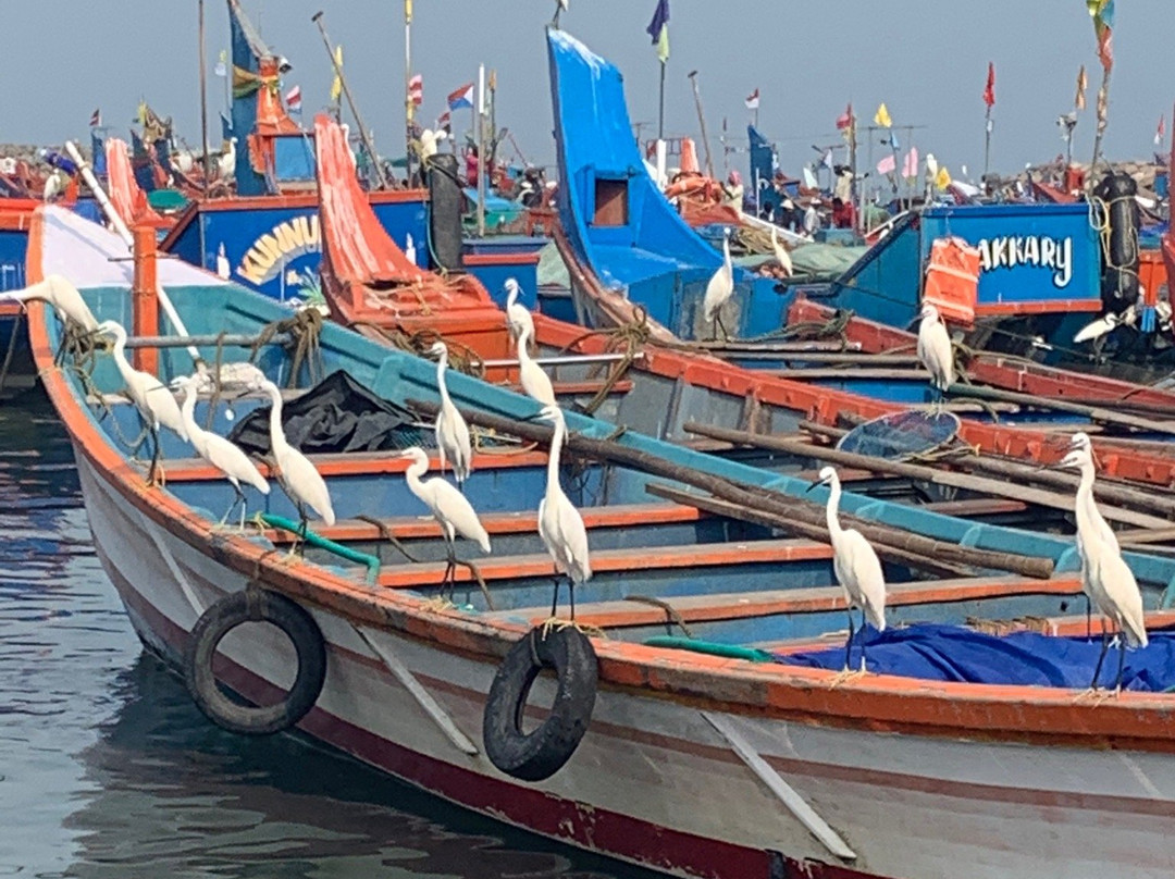 Godwit Adventures - Village Bike tour & Bidwatching-阿拉普扎必去景点