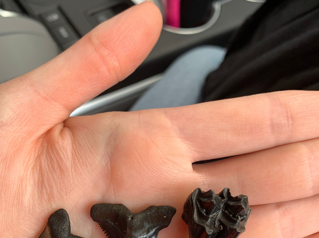 Fossil Expeditions-阿卡迪亚必去景点