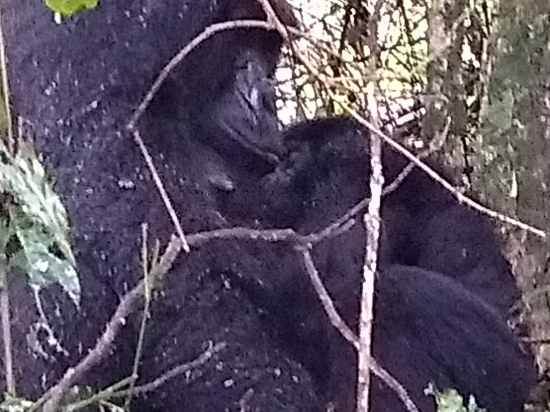 Gorillaland Safari Holidays-坎帕拉必去景点