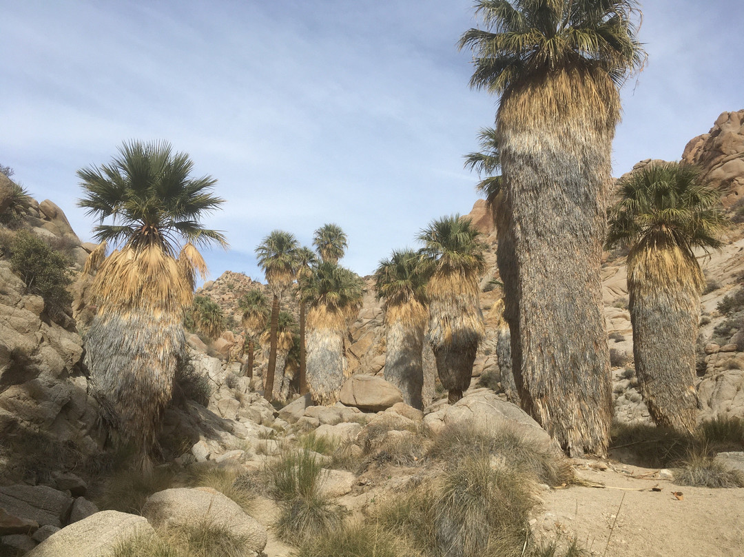 Lost Palms Oasis Trail-约书亚树国家公园必去景点