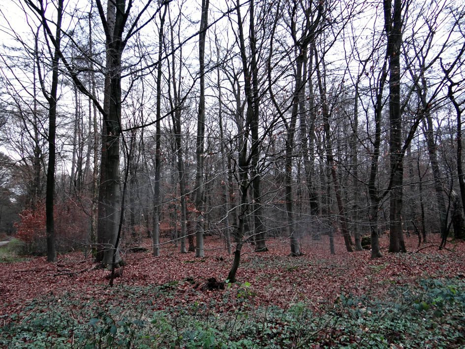 Reichswald-克莱韦县必去景点