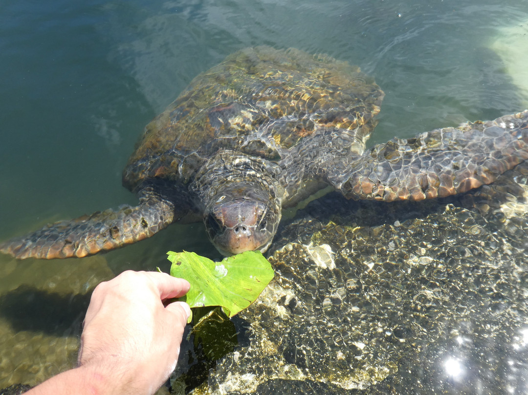 Swimming with Turtles-萨瓦伊岛必去景点
