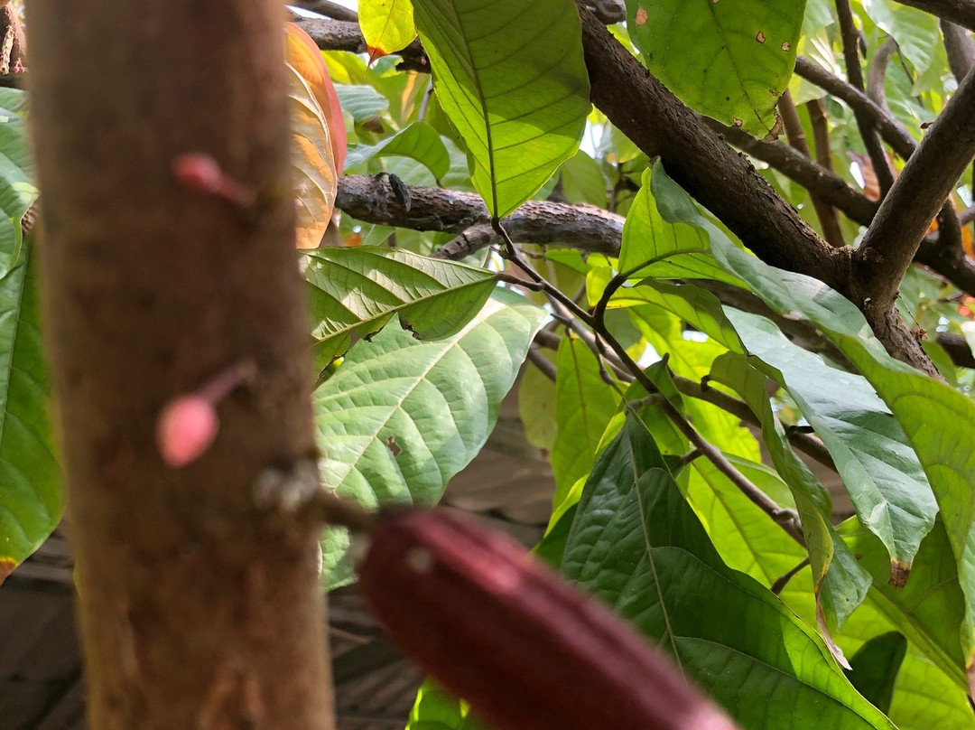 Muoi Cuong Cocoa Farm-芹苴必去景点