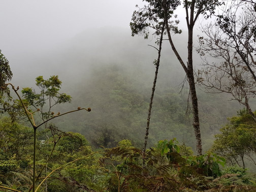 Mata do Sossego-Simonesia必去景点