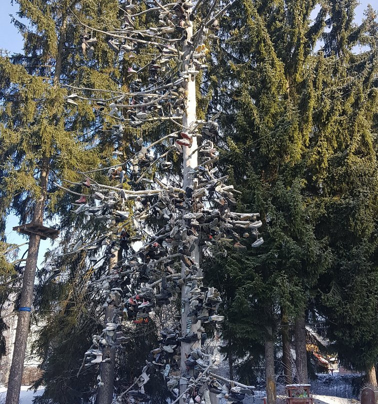 Bobsleigh & MonkeyPark Spindleruv Mlyn a Harrachov.景点图片