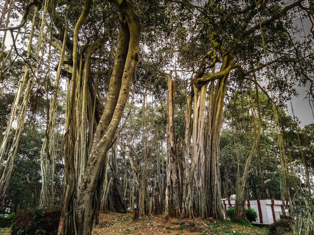 Big Banyan Tree-班加罗尔必去景点
