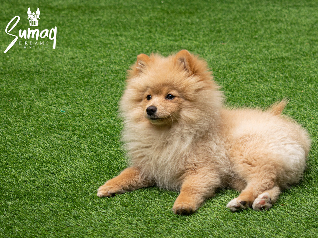 Hotel Sumaq Dreams主图