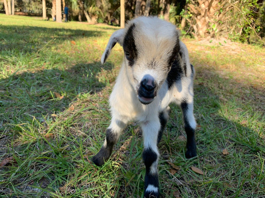 Crowley Museum and Nature Center-萨拉索塔必去景点