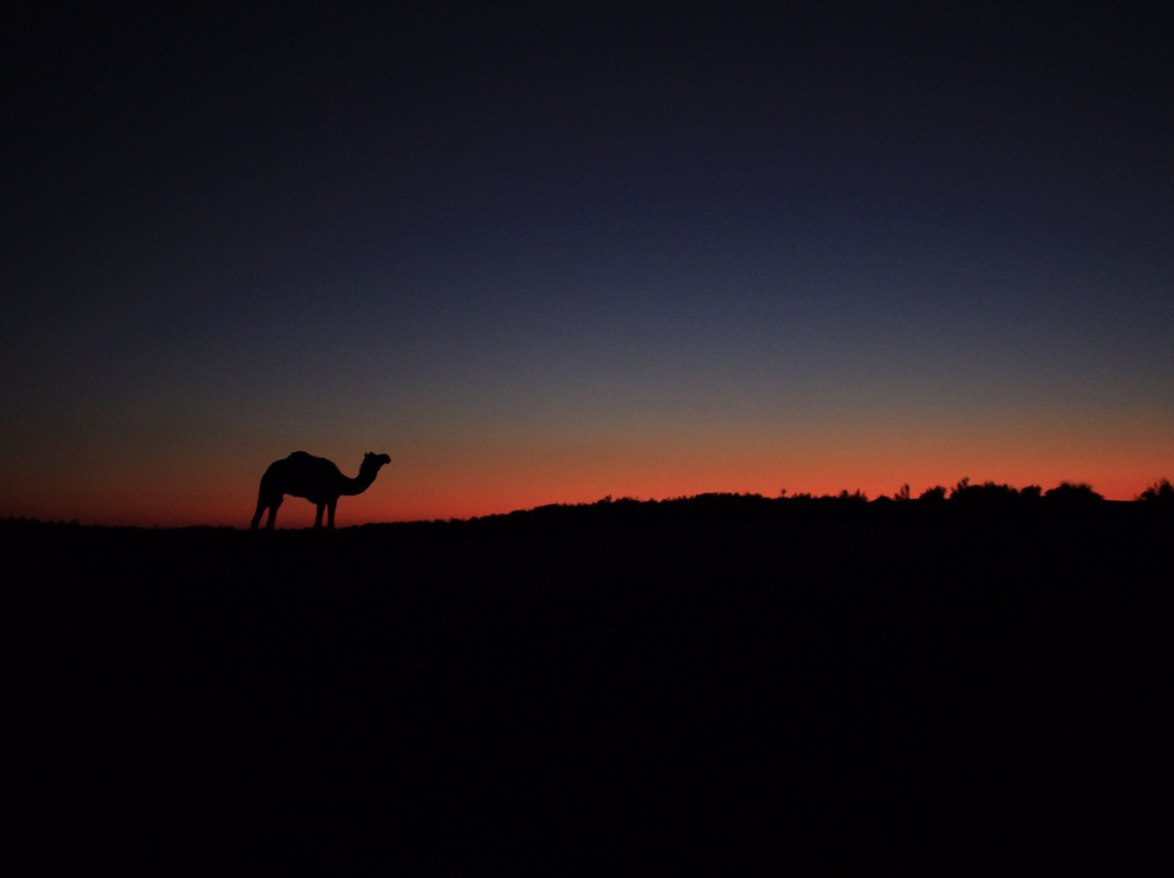 Wild Heritage Tours Jaisalmer景点图片