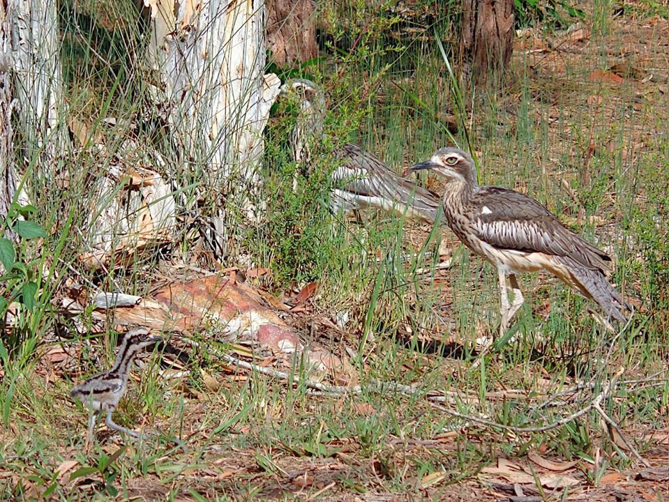 Russell Island Conservation Corner景点图片