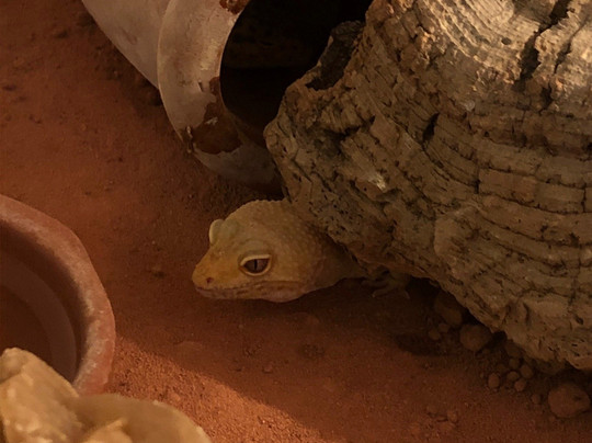 Reptiland-里瓦德尔加尔达必去景点