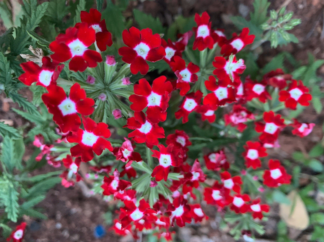 Pousada Solar dos Ipes主图