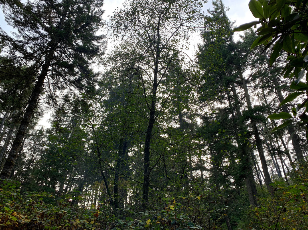 Jessie M. Honeyman Memorial State Park景点图片