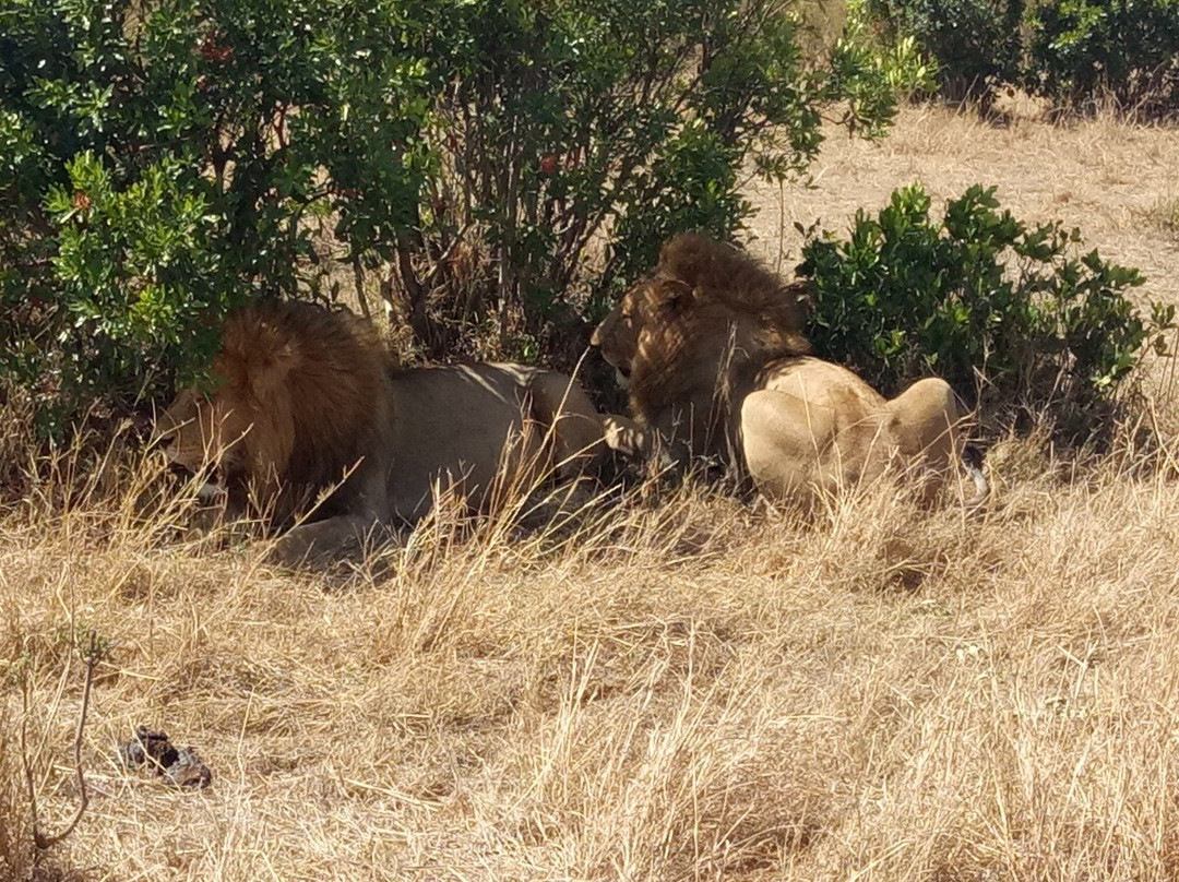 Jadi Africa Safaris-内罗毕必去景点