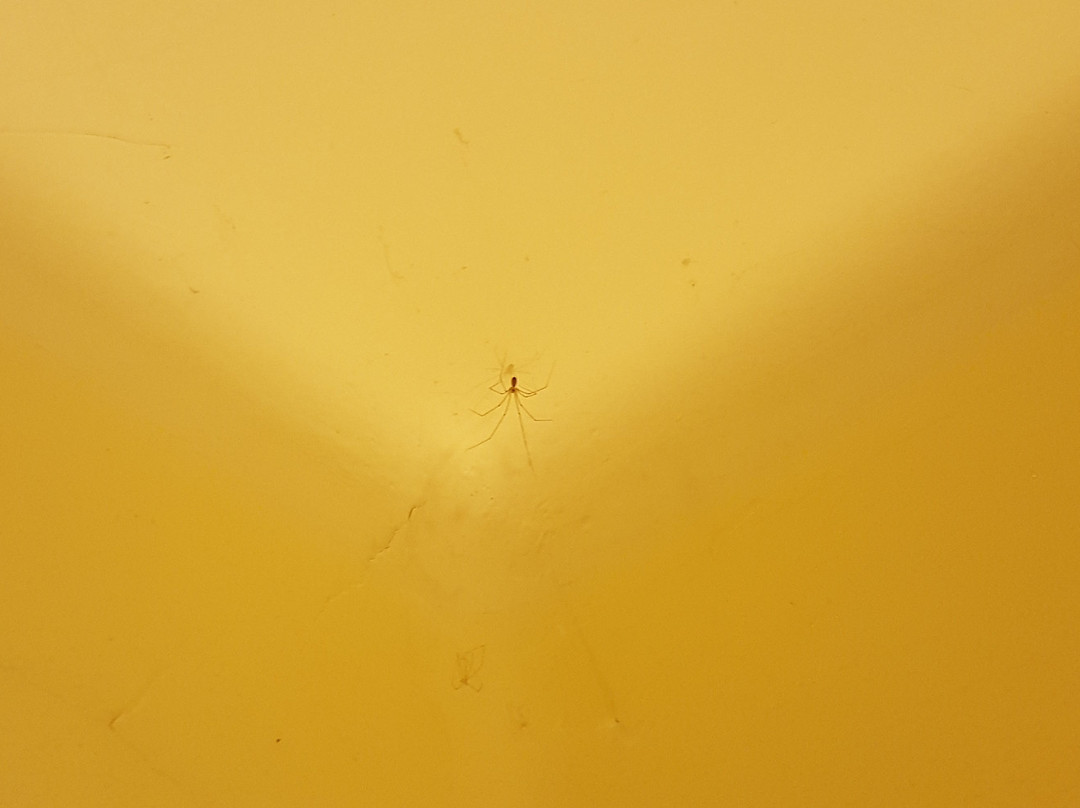 The Grand Oaks Resort主图