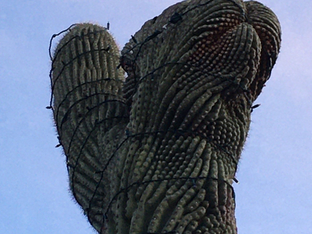 Carefree Desert Gardens-凯尔福利必去景点