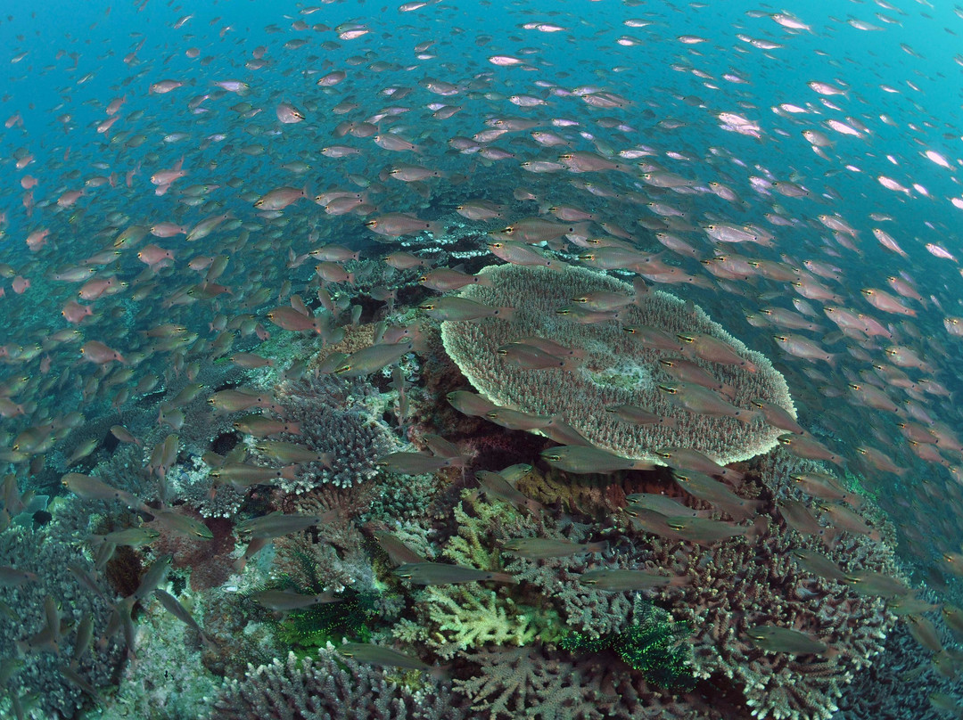Tatsukushi Pleasure Boat-土佐清水市必去景点